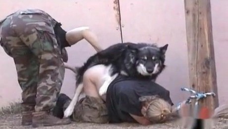 Порно Зоо фильм. Лошади против杂草: битва за чистоту дачи