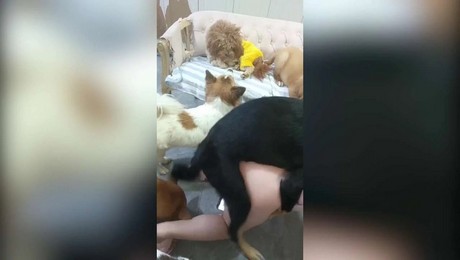 Порно Зоо фильм. Свиньи на даче: что они делают быстрее и качественнее людей
